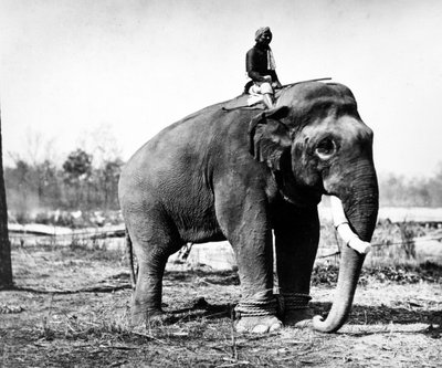 Jung Pershad, el elefante de combate más grande del Maharajá Sir Jang Bahadur, 1876 de S. and Shepherd, C. Bourne